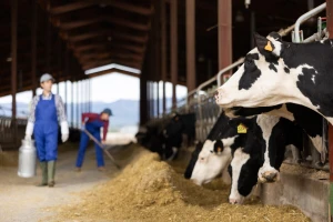 Mlekara prekinula isporuku proizvoda poznatom marketu: Traže pravedne cene za farmere!