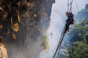Kratki filmovi o "ludom“ medu sa Himalaja u Nepalu