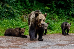 Desetine hiljada Slovaka sakuplja medveđi izmet i krzno! Evo i zašto