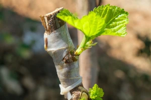 Kako izvesti okuliranje na spavajući pupoljak?