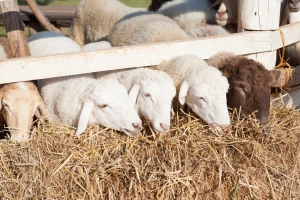 Jagnjad u Sremu do 600 din/kg, a gde je zabeležen rast cena svinja i prasadi?
