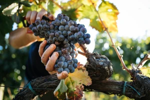 Padaće grožđe iz aviona u Vršcu: Grožđebal od 18. do 21. septembra