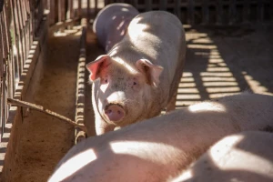 Poskupele svinje, jagnjad dostigla cenu od 560 din/kg