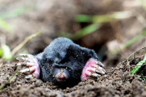 Kako biološkim metodama oterati krticu?