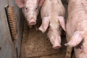 I svinjama treba četkanje: Smanjuje im stres i povećava ekonomsku isplativost