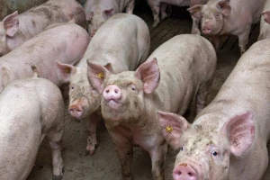 Telad u Mačvi do 850 din/kg, tovne svinje u Banatu i za 175 din/kg