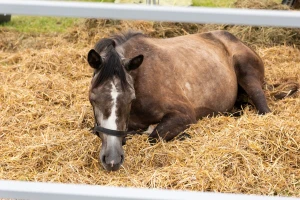 Uginulo pet konja na kragujevačkom hipodromu, 15 pod terapijom