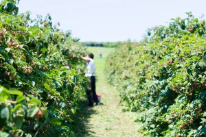 Kvalitet maline dobar, prinosi manji. Mogu li se proizvođači nadati ceni od 500 din/kg?