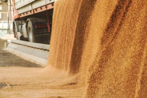 Pšenicom se najviše trgovalo, cena kukuruza 18,24 din/kg bez PDV-a