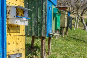 Ubola ga pčela, pa komšiji šutirao košnice: Stigla optužnica!