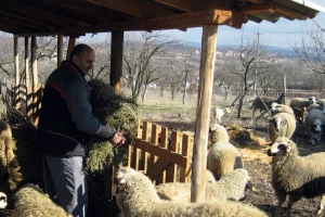Sjenička oplemenjena ovca osvaja Šumadiju