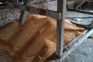 Produktna berza: Statistički rast cena kukuruza i pšenice