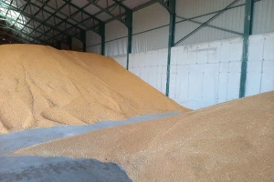 Robne rezerve kupuju 131.000 tona pšenice za 40 dinara kilogram