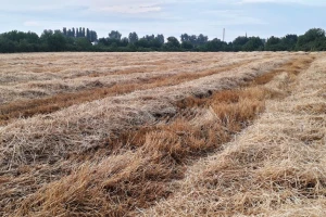 Koje su prednosti i nedostaci ostavljanja slame na parceli?