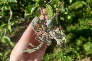 Kiša i grad ugrozili voćke, povrće i vinovu lozu - čime tretirati?