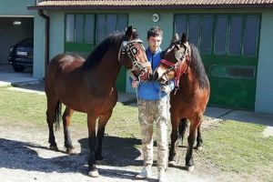 Mlečno govedarstvo i konji izbor mladog Slobodana Ranisavljevića