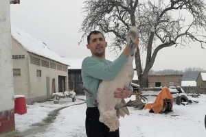 "Nije svinjče, pa da ima gazdu" - Slobodan Nikolić iz ravnja spasao promrzlog labuda
