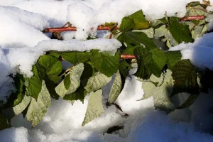 Aprilski sneg i mraz "obrali" voće!