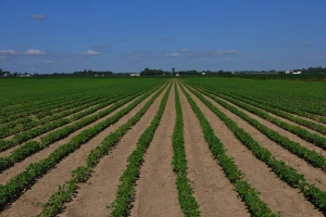 Površine pod GMO veće za 3%