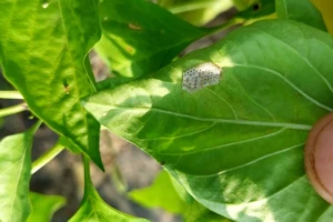 Paprika i paradajz: Sledi novi napad kukuruznog plamenca i pamukove sovice