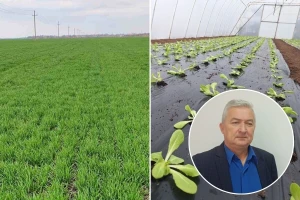 Šta sejati? Lutrija ili strateška odluka