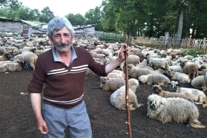 Poslednji suvoplaninski pastir sa 250 ovaca i tranzistorom
