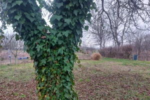 Da li bršljan šteti stablima? Mitovi i činjenice o jednoj od najpotcenjenijih biljaka