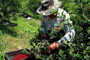 Voćari iz centralne Srbije najavljuju obustavu berbe višanja
