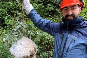 Azijski stršljen stvara probleme u zapadnoj Evropi - naučnici pronašli rešenje?
