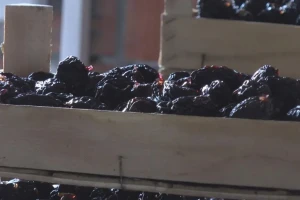 Topolsku suvu šljivu najviše vole Francuzi