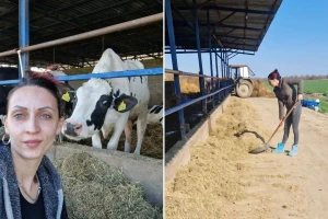 Sa Tamarine farme svakog dana 800 litara mleka: Nema odmora ni slobodnog dana