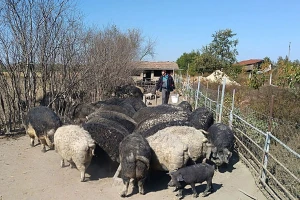 Mangulice i retke rase ovaca životare na salašu kod Sente
