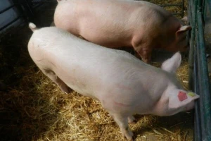 Afrička svinjska kuga izbila i u Slovačkoj, na granici sa Mađarskom