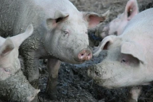 Biosigurnost za srećnije životinje, ali i farmere