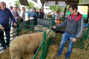 Zoran Jovanović: Svrljiška ovca daje kvalitetno meso i vrlo je mlečna
