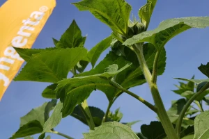 Syngenta: Kako prepoznati original pakovanje seme suncokreta