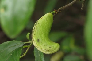 Na koji način suzbiti rogača šljive?
