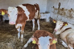 Skuplja telad u Pirotu, prasad u Novom Sadu i jagnjad u Smederevu
