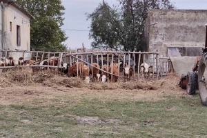 Telad do 940 din/kg, pad cene prasića. Gde?