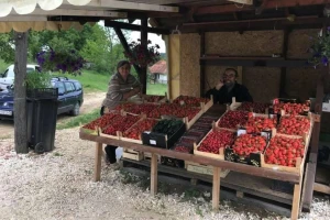 Rešenje za plasman jagode - tezge na ulicama?