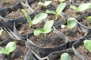 Uzgoj tikvica: Rasađivanjem u aprilu za raniju berbu
