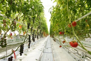Syngenta ogledni centar "Tomato Vision" sa modernom tehnologijom i novim hibridima