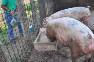 Raste cena svinja, ali ne u svim krajevima Srbije