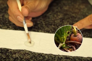 Sеjanje u trakama za pravilan razmak korenastog povrća, salata i cveća