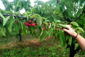 Trešnjina muva hrani se unutrašnjošću ploda - načini suzbijanja?