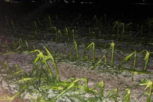 Led uništio useve belog luka, vinovu lozu: Slovenci nevreme upoređuju sa onim iz 2008.