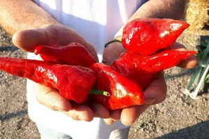 Samo u Beloj Palanci uspeva paprika vrtka koja se uvija prilikom sušenja