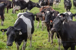 U istoriju odlazi jedan od najvećih organskih projekata u mlekarstvu