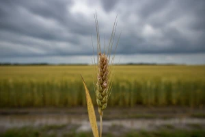 U pšenici suzbijati bolesti, a u okopavinama korove
