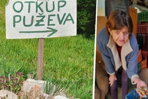 Da! Puževi su stvarno otkupljuju - cena viša nego lani